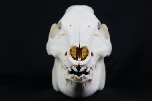 Pig Skull