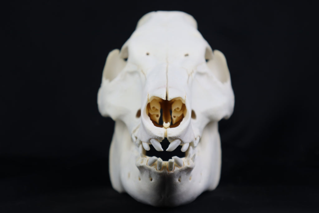 Pig Skull