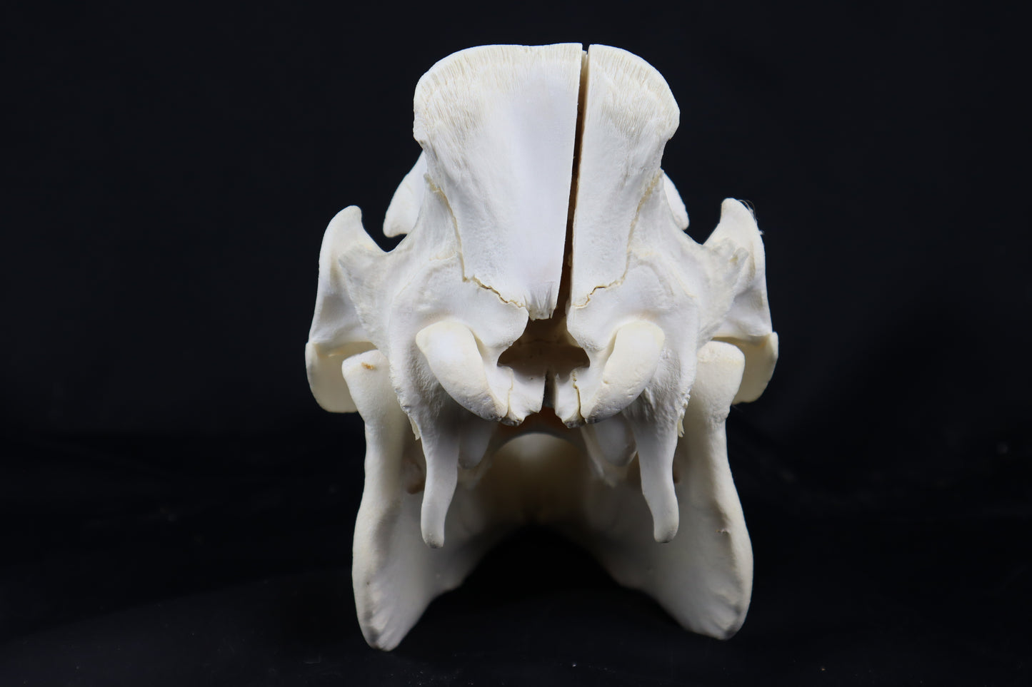 Pig Skull