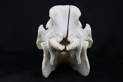 Pig Skull