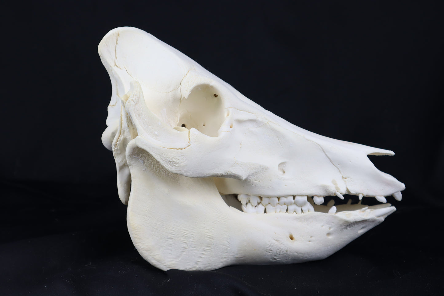 Pig Skull