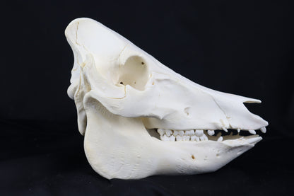 Pig Skull