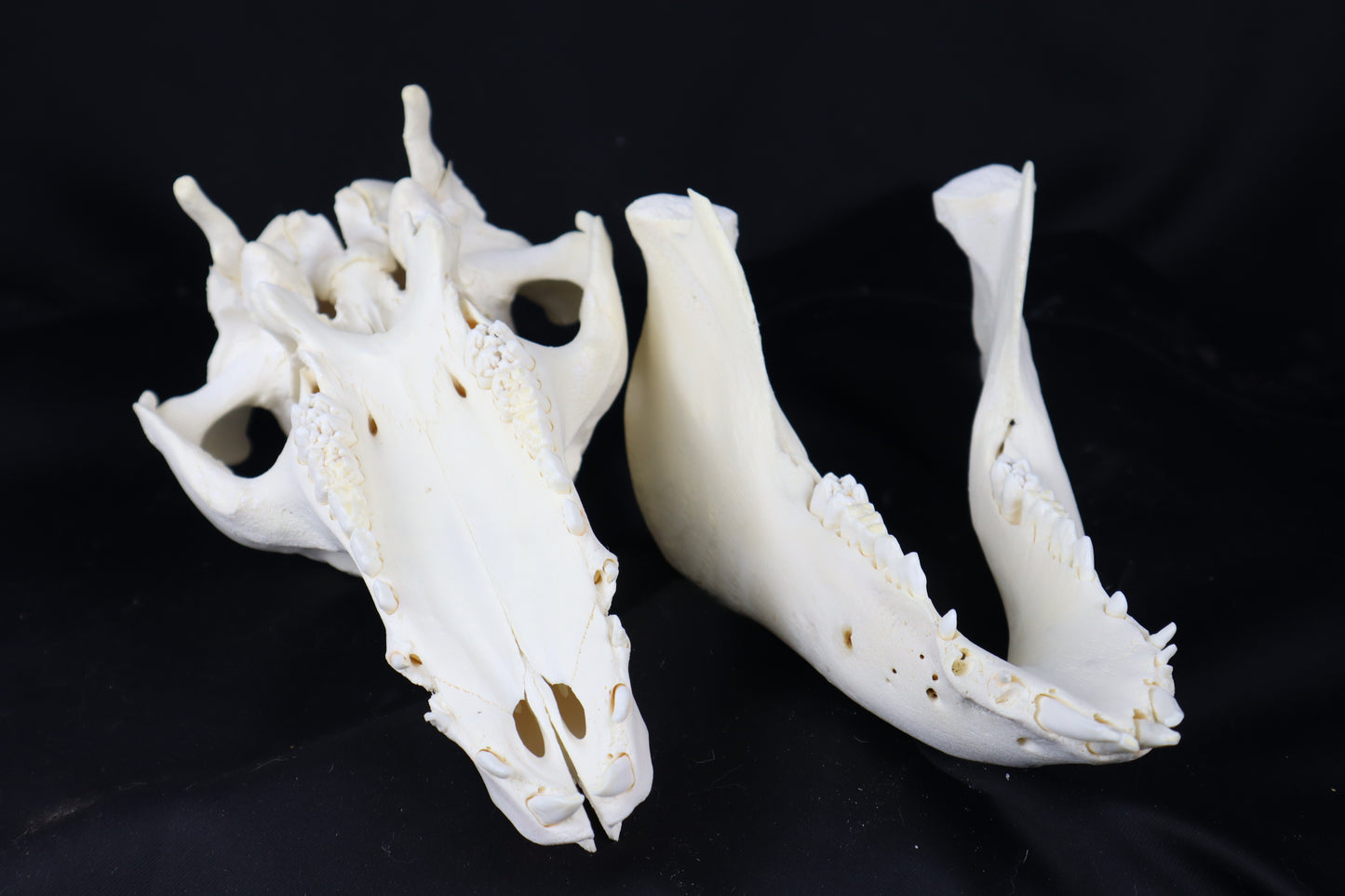Pig Skull