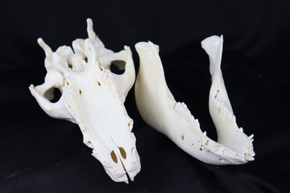 Pig Skull