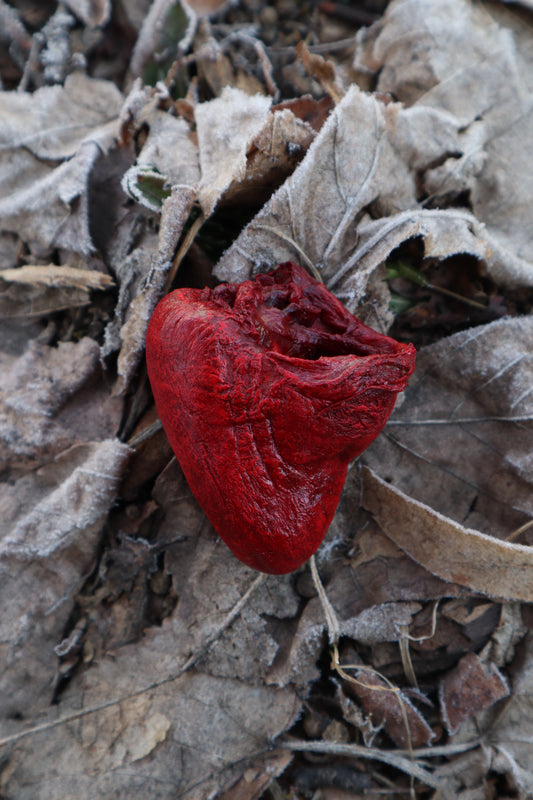 Dry Preserved Turkey Heart
