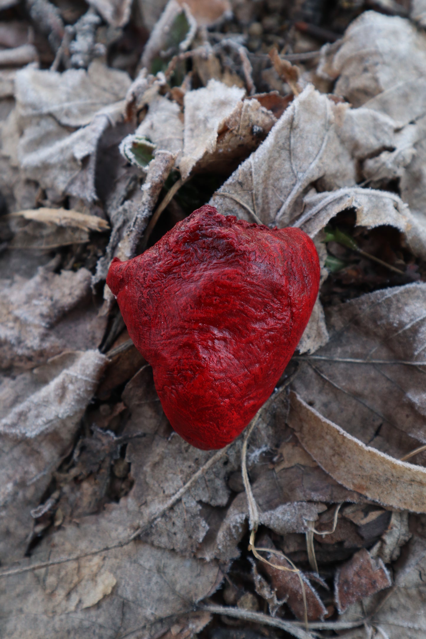 Dry Preserved Turkey Heart
