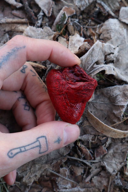 Dry Preserved Turkey Heart