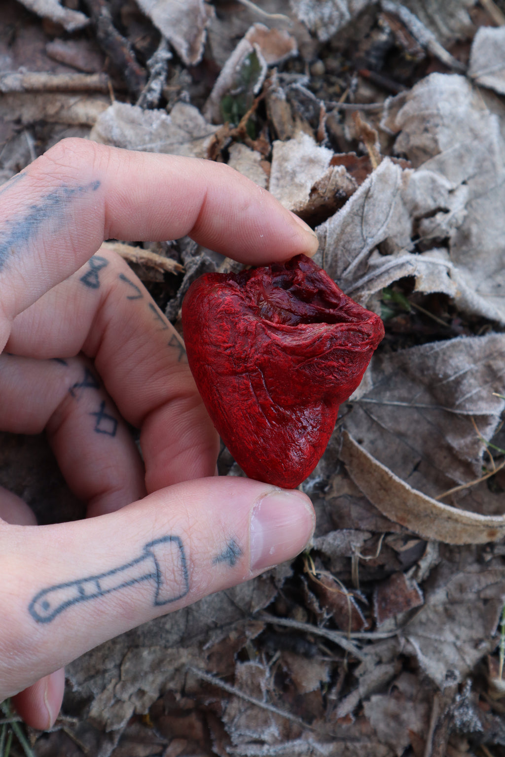 Dry Preserved Turkey Heart