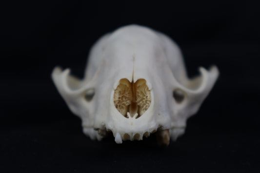 Craft Geriatric Raccoon Skull