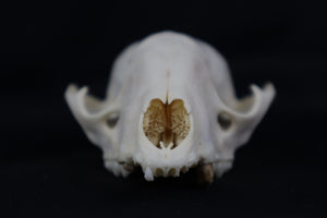 Craft Geriatric Raccoon Skull