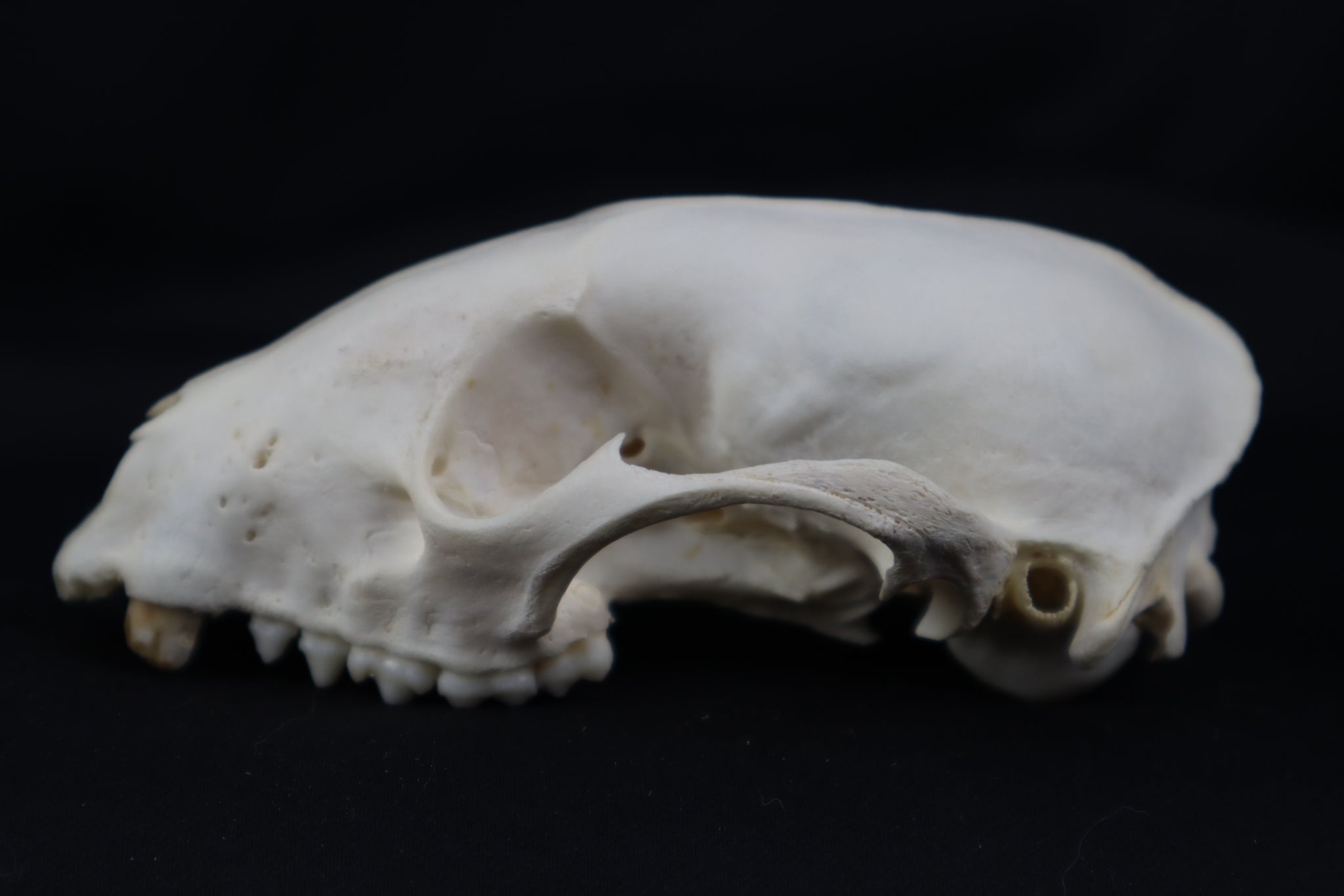 Craft Geriatric Raccoon Skull