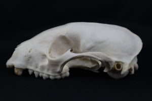 Craft Geriatric Raccoon Skull