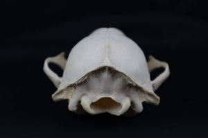 Craft Geriatric Raccoon Skull