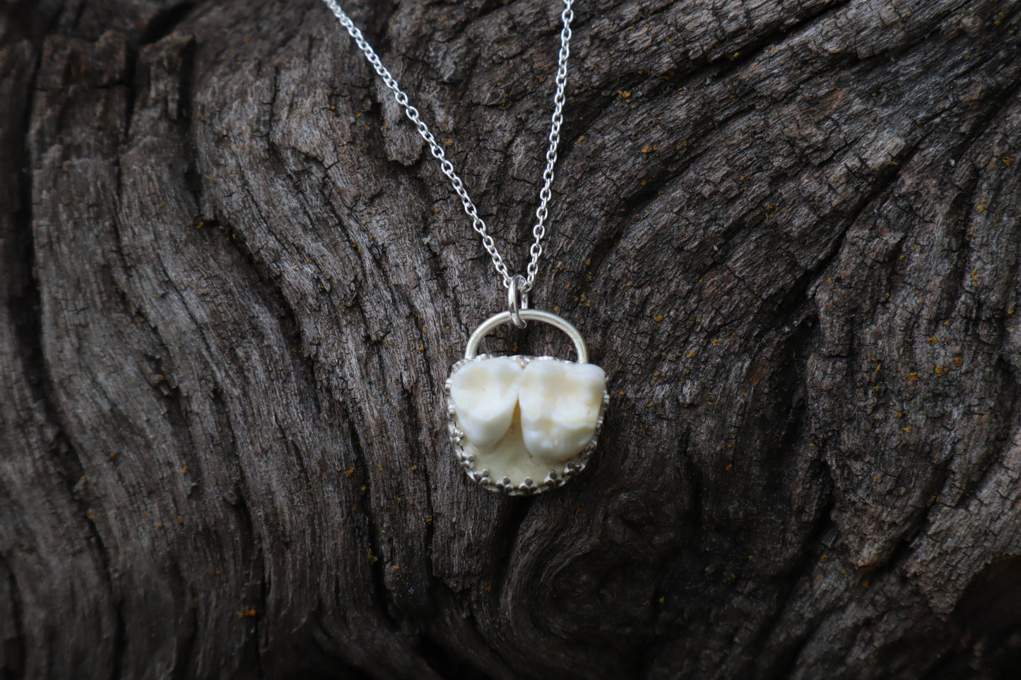 Raccoon Molar Necklace - .925 Sterling Silver