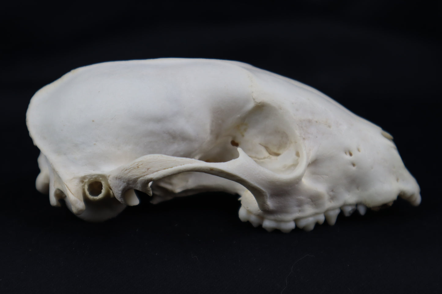 Craft Geriatric Raccoon Skull