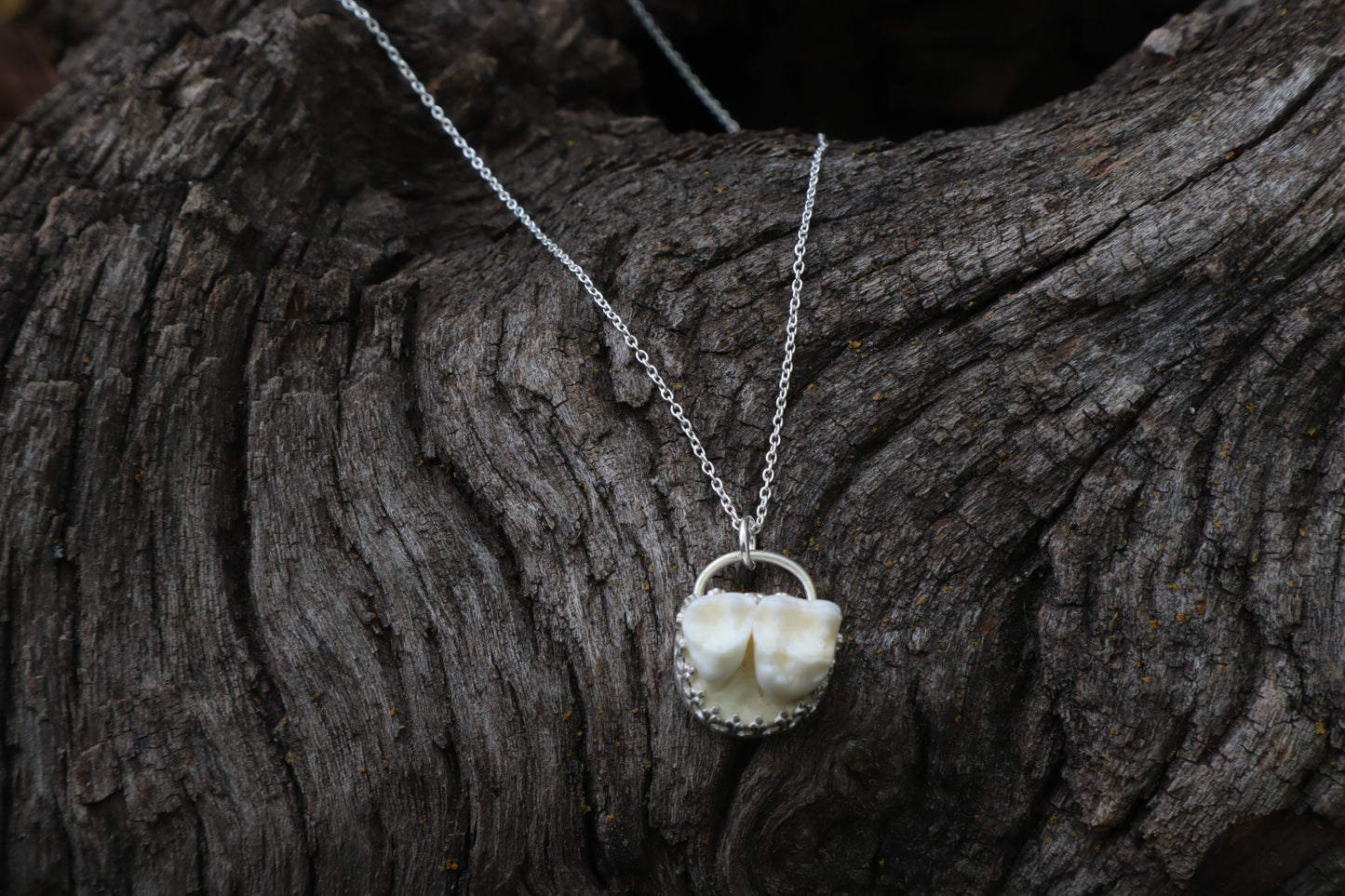 Raccoon Molar Necklace - .925 Sterling Silver