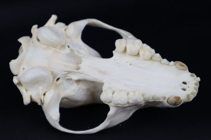 Craft Geriatric Raccoon Skull