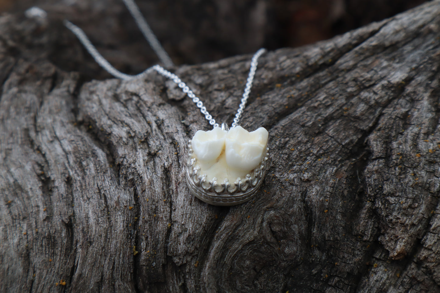 Raccoon Molar Necklace - .925 Sterling Silver