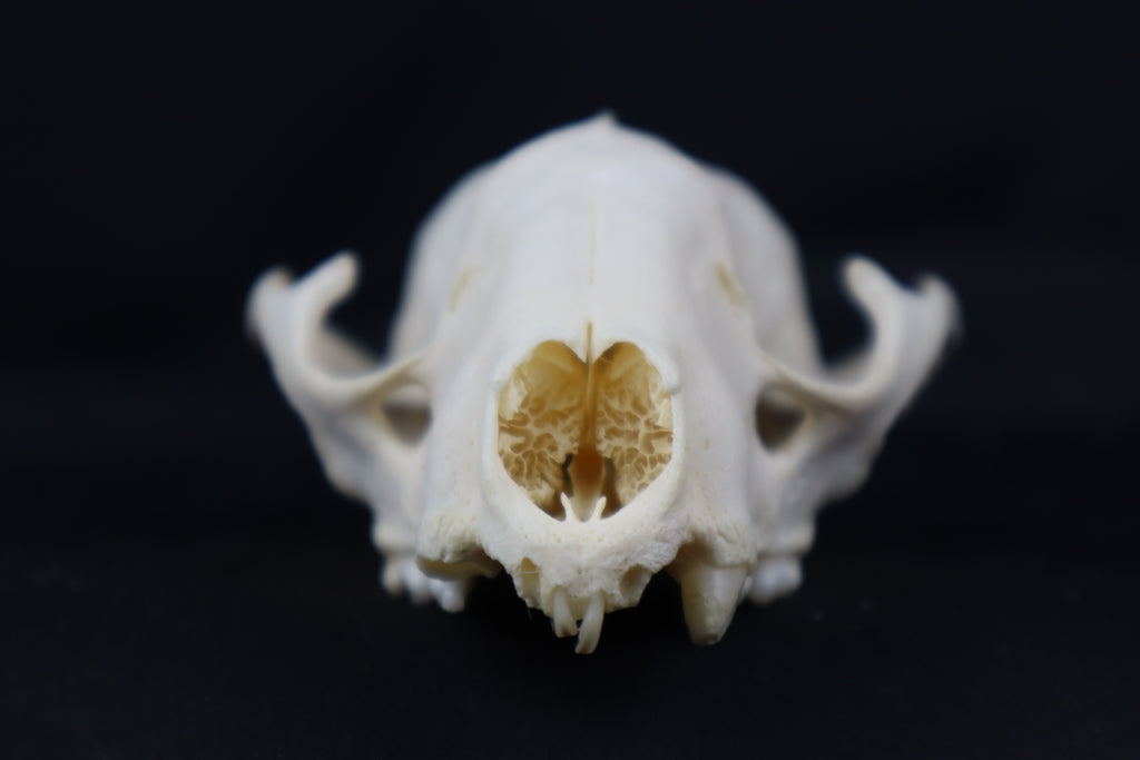 Craft Geriatric Raccoon Skull