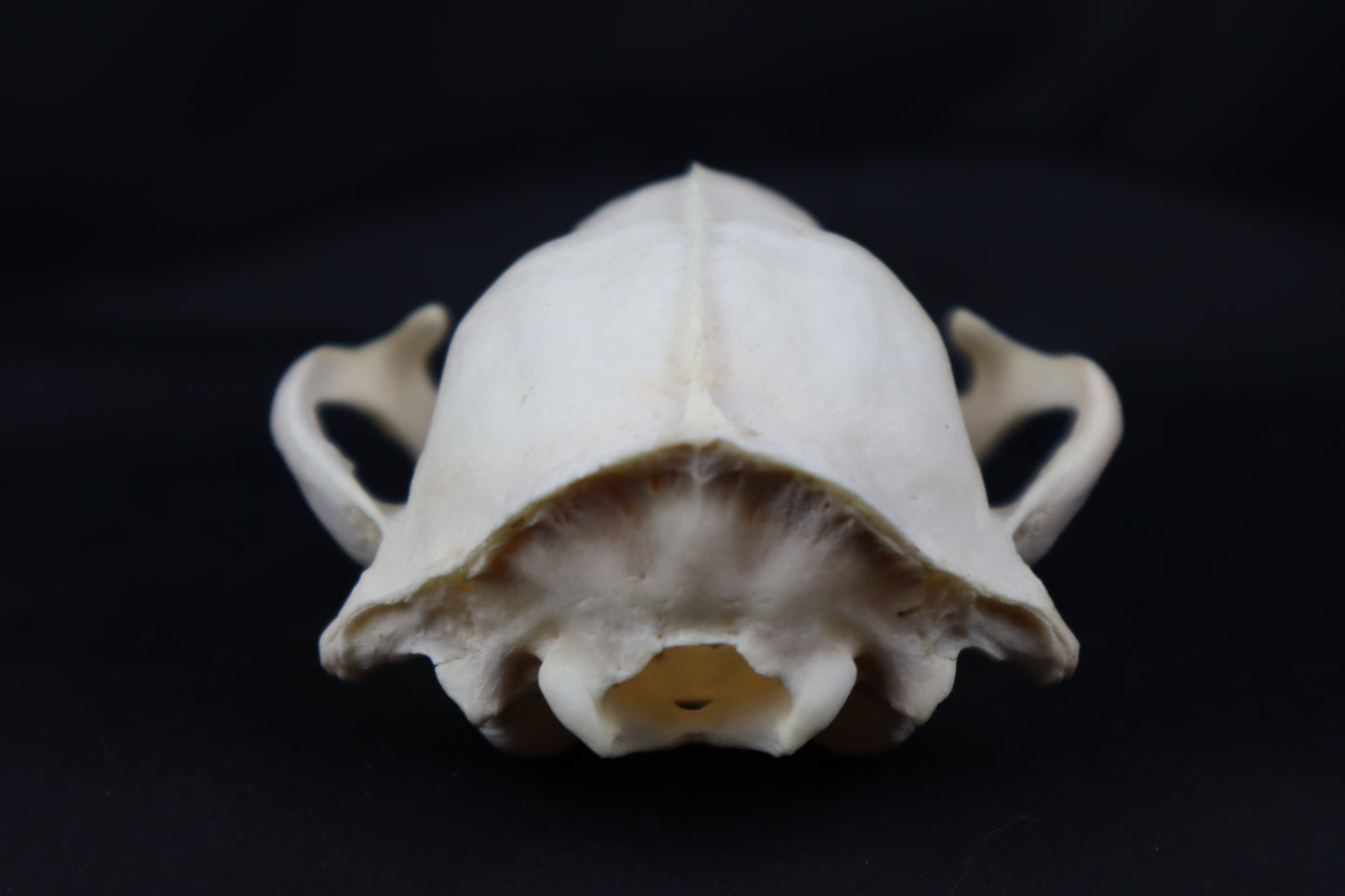 Craft Geriatric Raccoon Skull