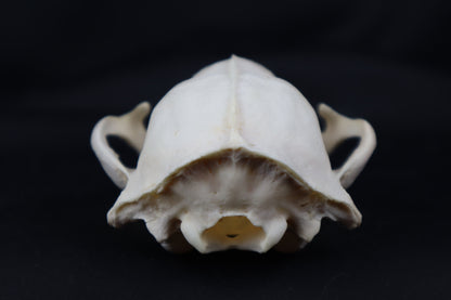 Craft Geriatric Raccoon Skull