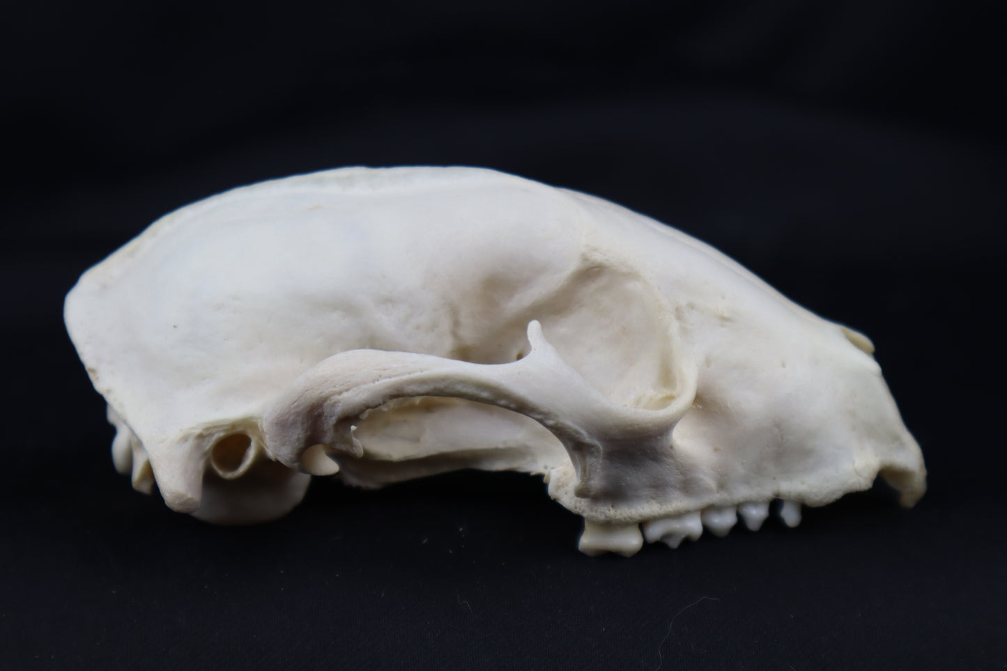 Craft Geriatric Raccoon Skull