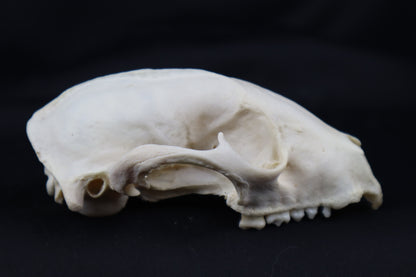 Craft Geriatric Raccoon Skull
