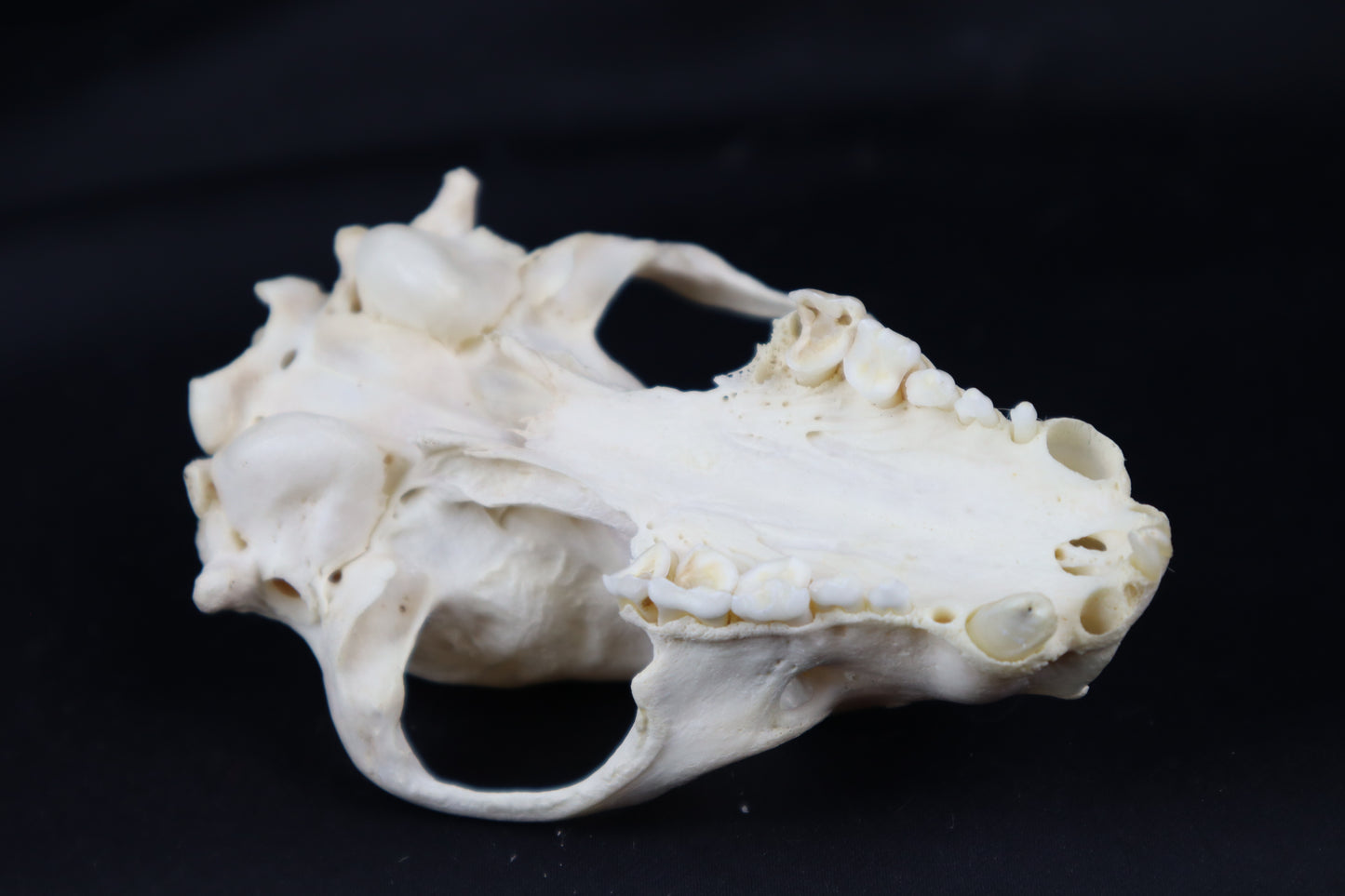 Craft Geriatric Raccoon Skull