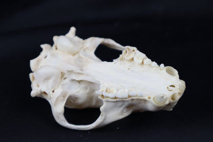 Craft Geriatric Raccoon Skull