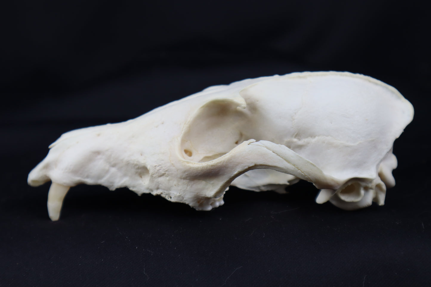 Craft Geriatric Red Fox Skull