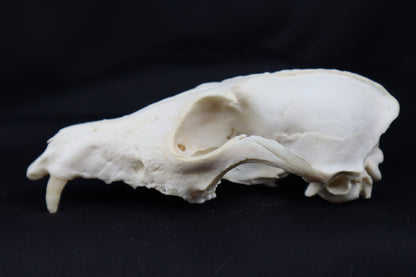 Craft Geriatric Red Fox Skull