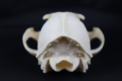 Craft Geriatric Red Fox Skull