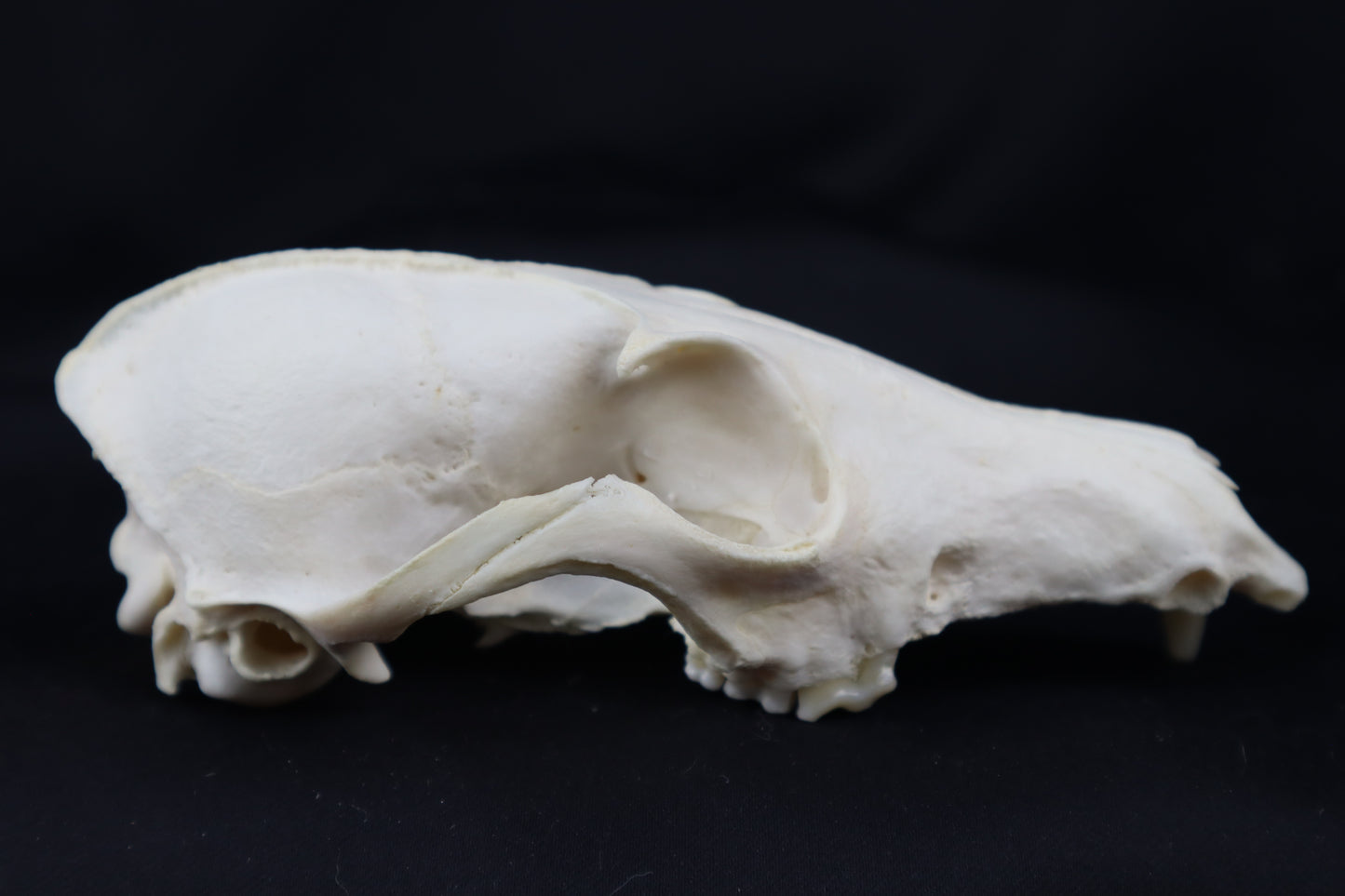Craft Geriatric Red Fox Skull