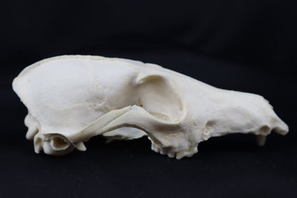 Craft Geriatric Red Fox Skull