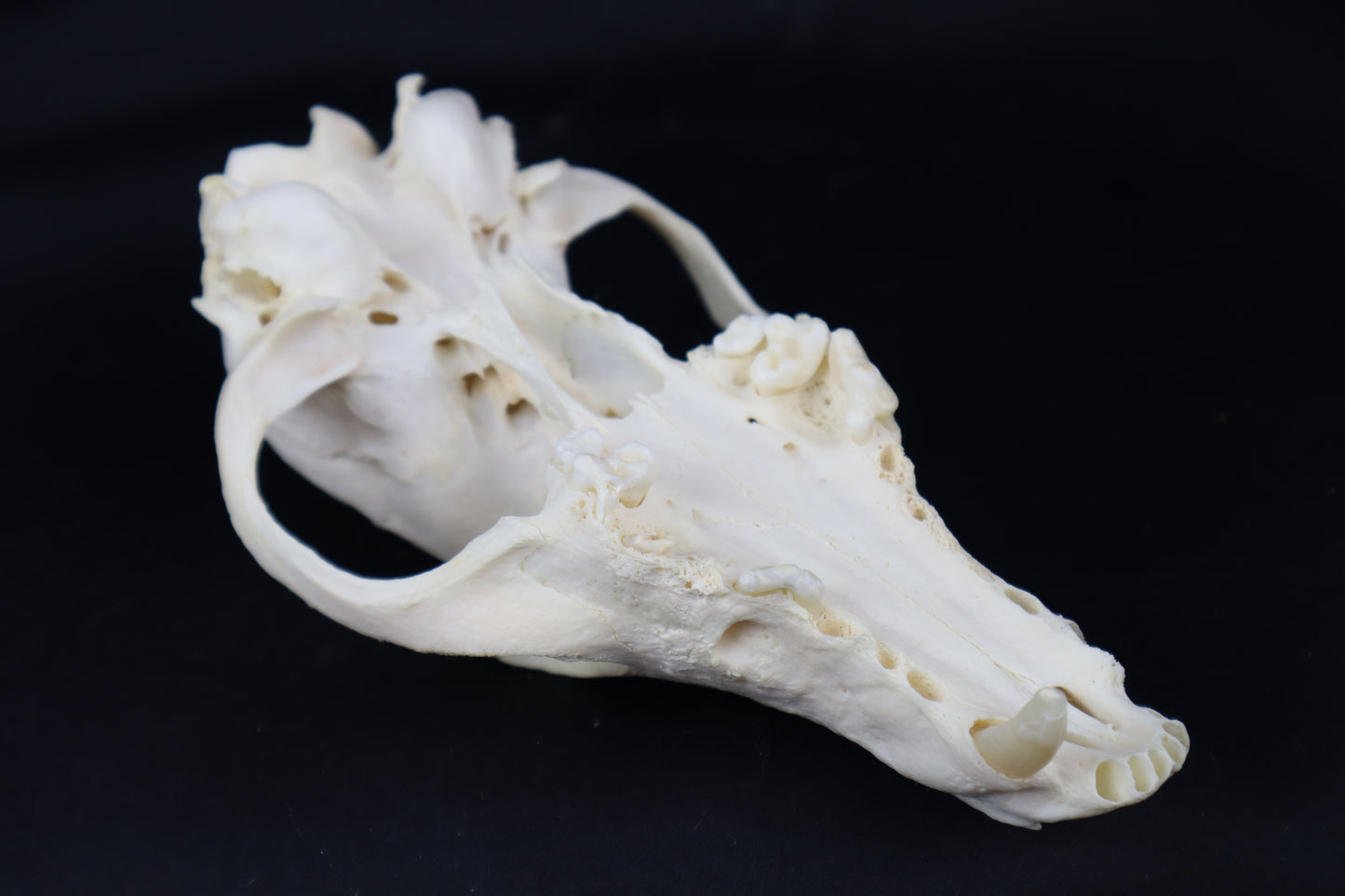 Craft Geriatric Red Fox Skull
