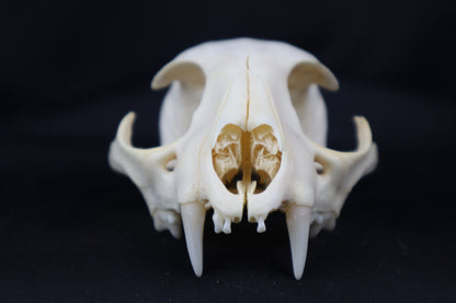 Craft Bobcat Skull