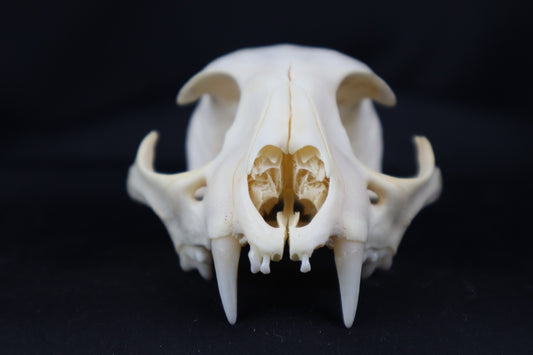 Craft Bobcat Skull