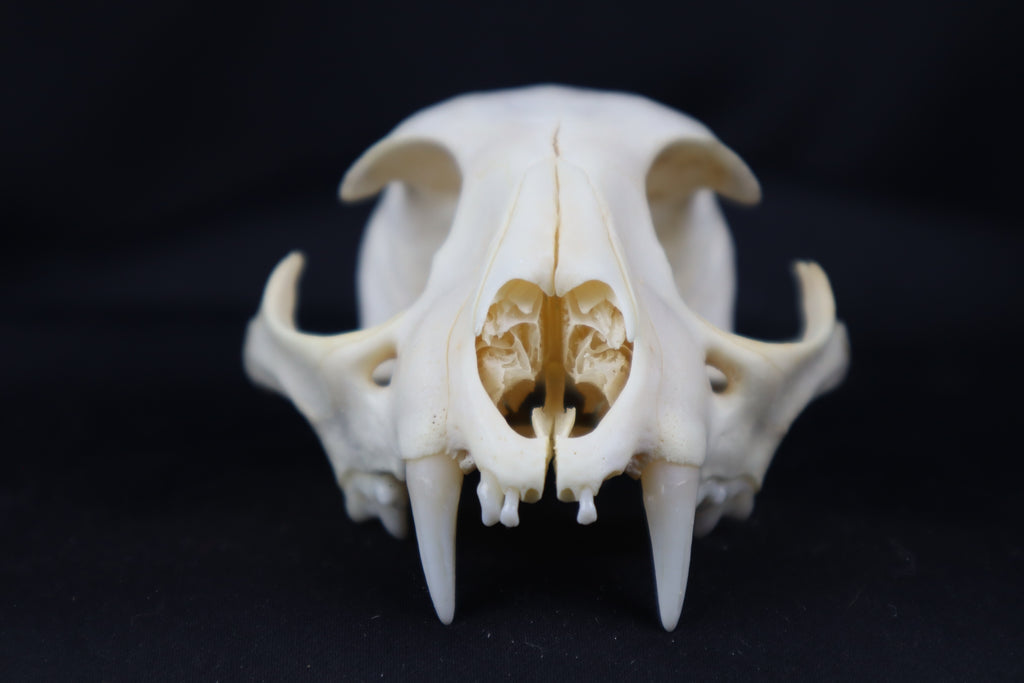 Craft Bobcat Skull