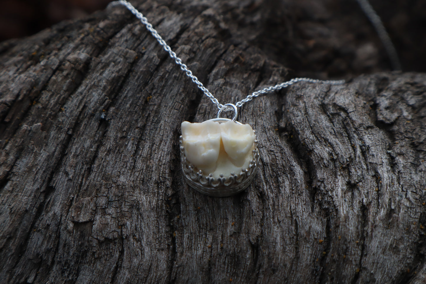 Raccoon Molar Necklace - .925 Sterling Silver