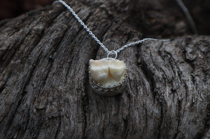 Raccoon Molar Necklace - .925 Sterling Silver