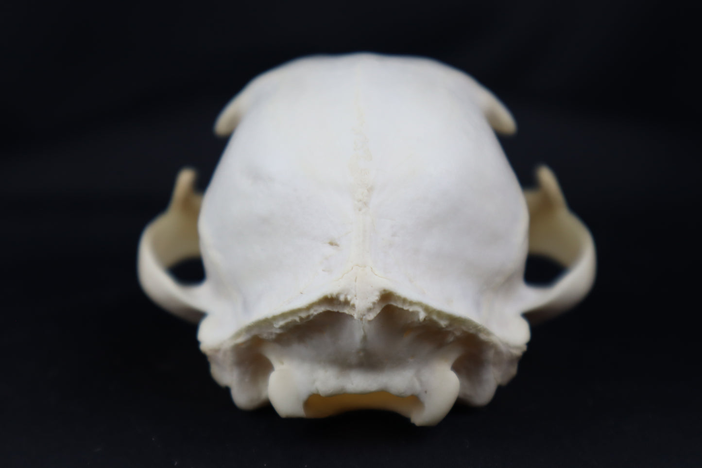 Craft Bobcat Skull
