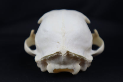 Craft Bobcat Skull