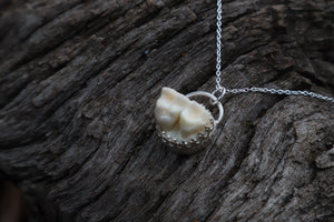 Raccoon Molar Necklace - .925 Sterling Silver