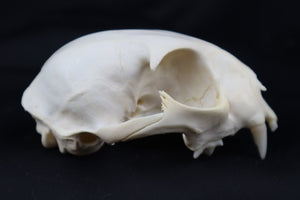 Craft Bobcat Skull
