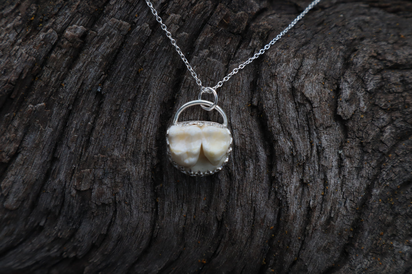 Raccoon Molar Necklace - .925 Sterling Silver