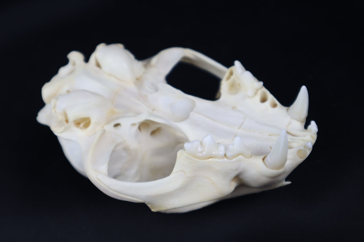 Craft Bobcat Skull