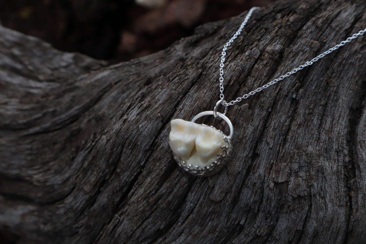 Raccoon Molar Necklace - .925 Sterling Silver