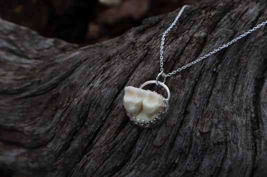 Raccoon Molar Necklace - .925 Sterling Silver