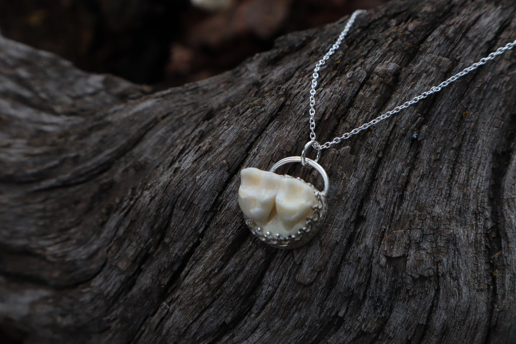 Raccoon Molar Necklace - .925 Sterling Silver