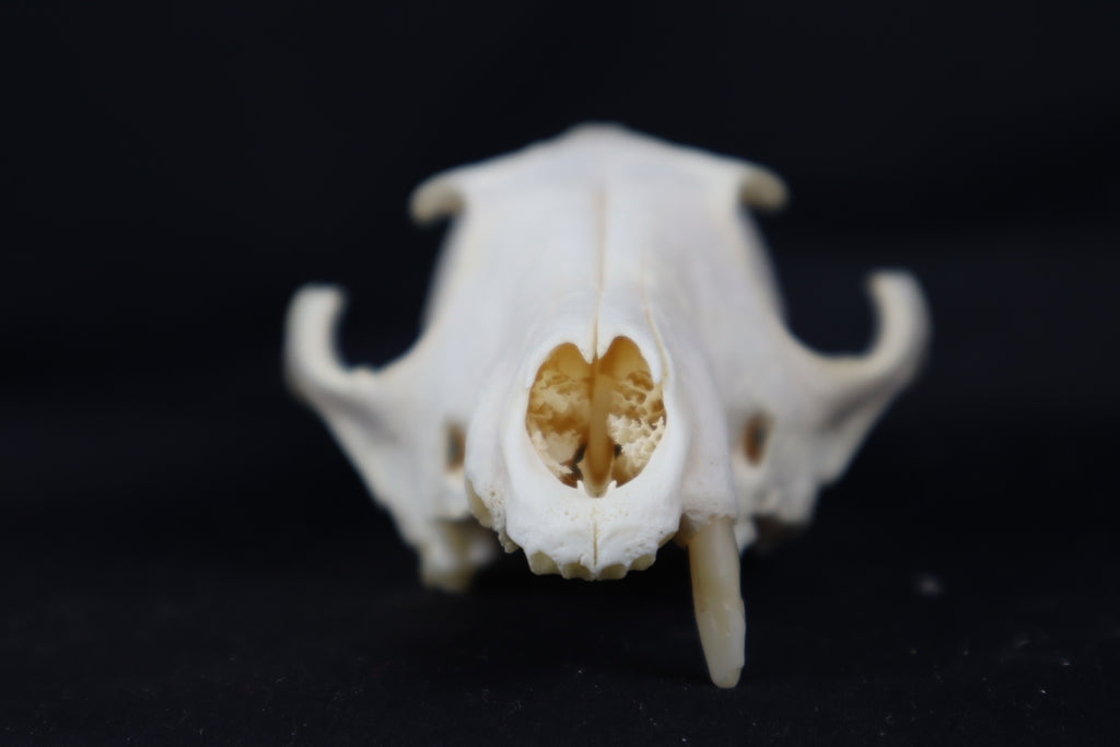 Craft Geriatric Red Fox Skull